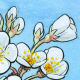 Cherry Blossom